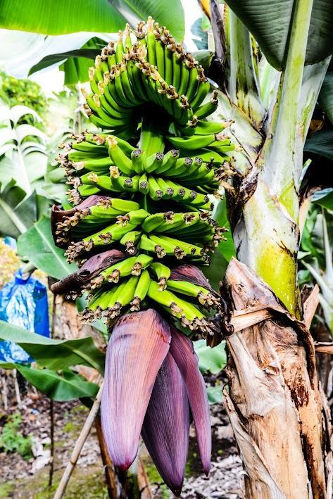 Quinta Amaro Al Hotel Angra do Heroísmo Kültér fotó